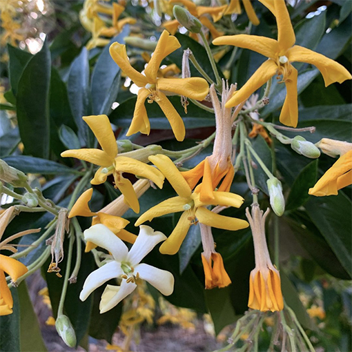 Native Frangipani - Hymenosporum flavum - colors_of_blossoms s