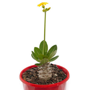 Madagascan Palm - Pachypodium Yellow 130mm