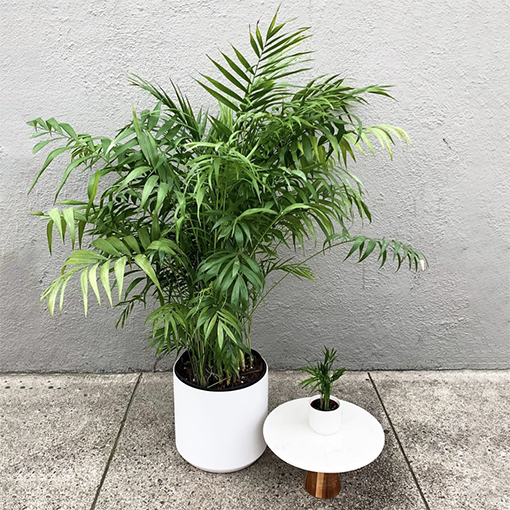 Parlor Palm - diggardens s
