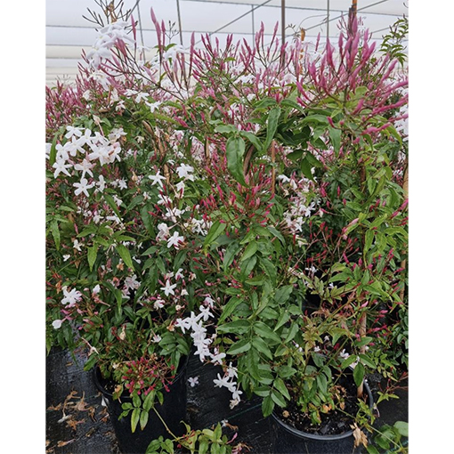 White Jasmine Jasminum Polyanthum 180mm The Jungle Collective