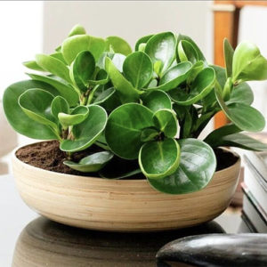 ✨ 7 at $7 – Peperomia Obtusifolia Jade – Baby Rubber Plant 70mm