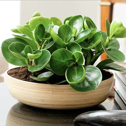 peperomia plant care australia