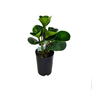 ✨ 7 at $7 – Peperomia Obtusifolia Jade – Baby Rubber Plant 70mm