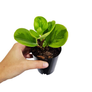 Peperomia Obtusifolia Lemon & Lime - Baby Rubber Plant 70mm