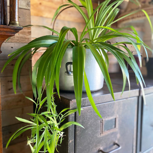 Beautiful Indoor Baby Spider Plant Chlorophytum comosum (Green) x 1  Spiderette