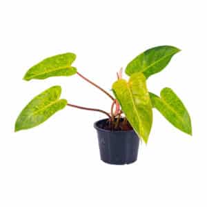Philodendron Painted Lady 180mm