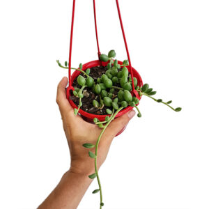 NEW! String of Watermelons - Senecio Herreianus 130mm HB
