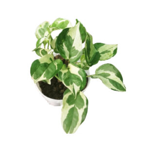 Pothos Pearls and Jade - Epipremnum aureum 170mm HB