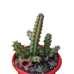 Huernia - Starfish flower 130mm