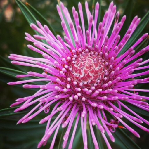 Isopogon Candy Cones 140mm (75 quality) The Jungle Collective