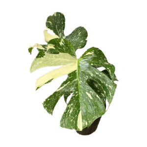 Discount- Monstera Thai Constellation 180mm - (50% Quality)
