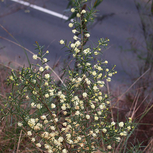 Acacia genistifolia s