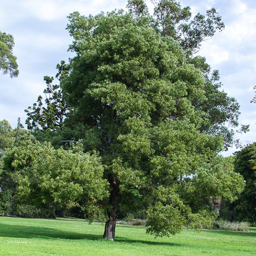 Acacia melanoxylon s