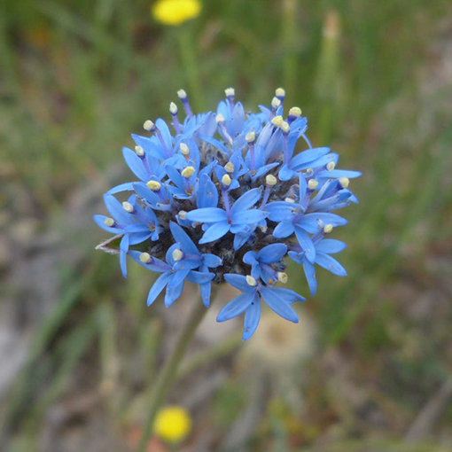 Brunonia australis - Blue Pincushion s