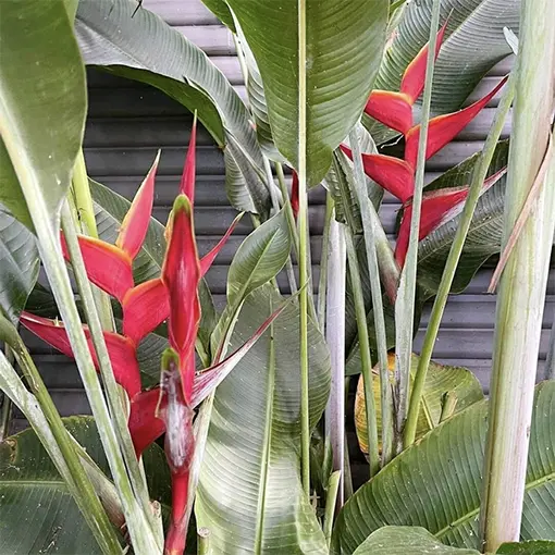 How to Care for Heliconia Hot Rio Nights - The Jungle Collective