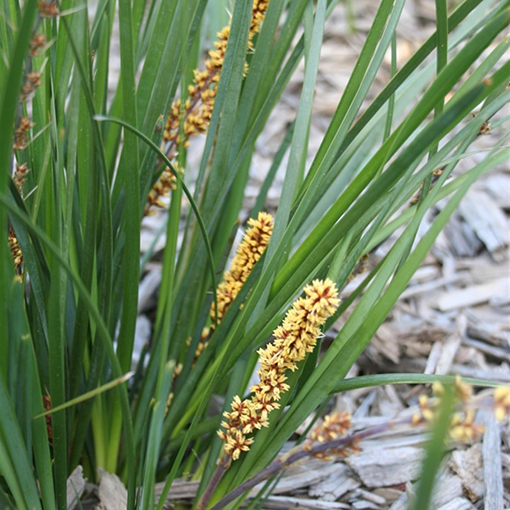 Lomandra filifformis ssp. filiformis 2 s