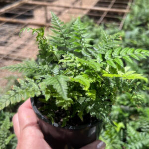 Polystichum tsussimense Korean Rock Fern 100mm