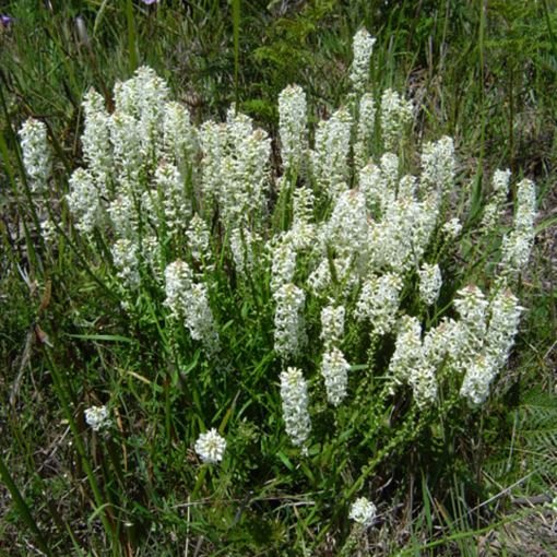 Stackhousia monogyna candlesticks native white flowers Wonthaggi Heathlands