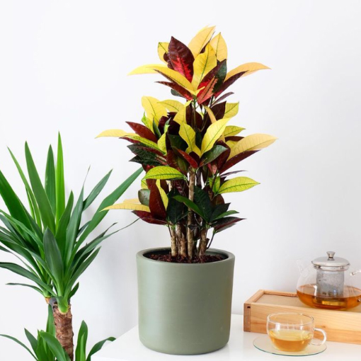 Buy Croton Plants | Shop Codiaeum Plants Online in Australia