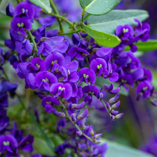 Hardenbergia comptoniana Purple @thebotanicalplanet