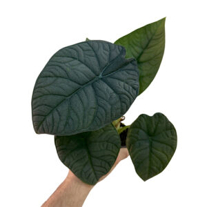 Alocasia Melo - Rhino Skin 125mm
