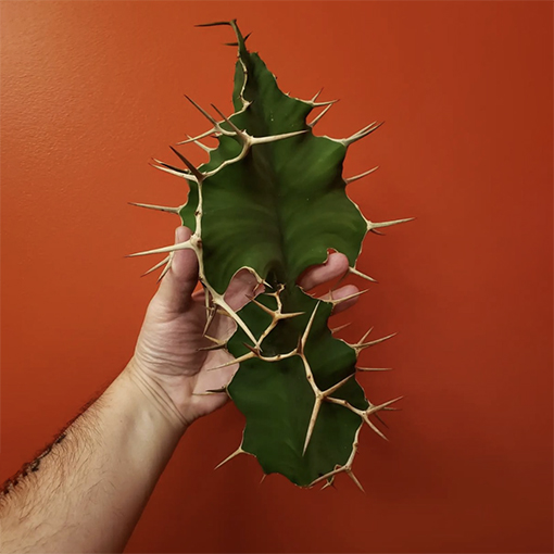 Euphorbia grandicornis - corgisandplants s