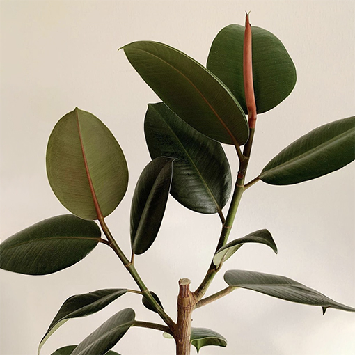 Ficus elastica abidjan - benandplants s