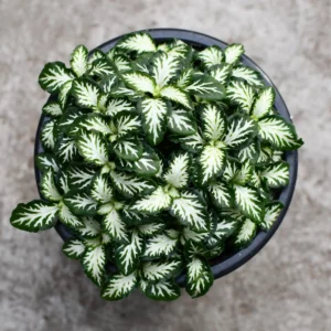 🧠 FANTASTIC FITTONIA MEGA DEAL – Fittonia spp. Lovers