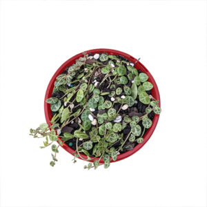 String of Turtles - Peperomia Prostrata 130mm