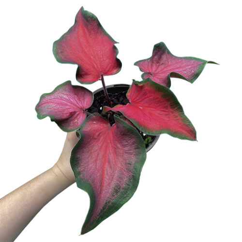 Caladium Red Speckle 140mm - The Jungle Collective