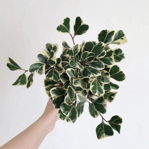 Ficus Triangularis Albo 125mm