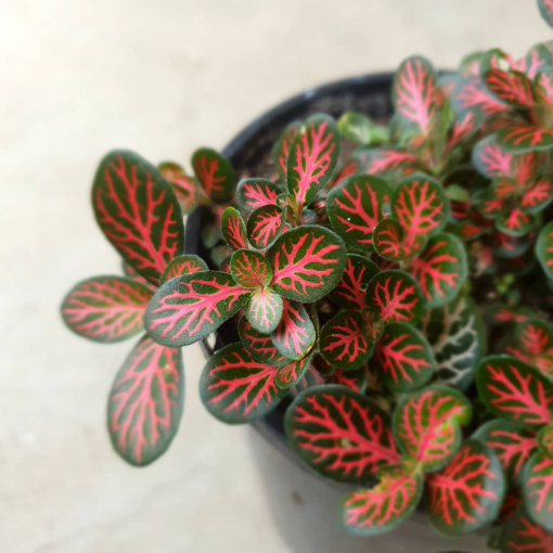 Fittonia Flammule 100mm - The Jungle Collective