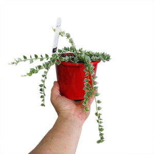 🌵 Succulent Saturday – Dischidia ruscifolia Variegata – Variegated Mil...