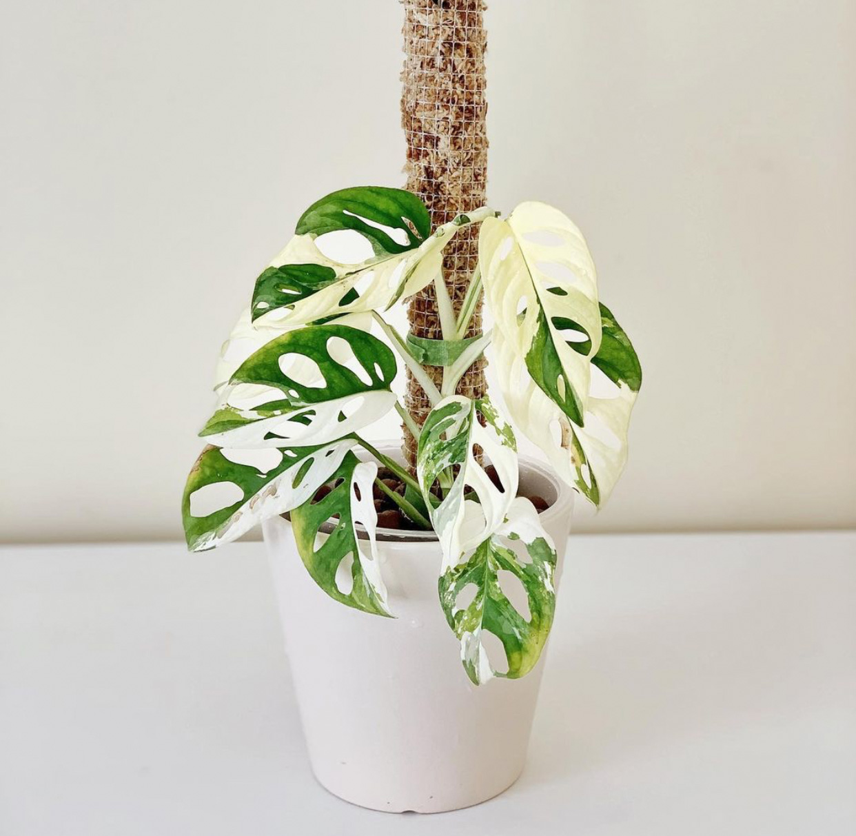 Adansonii Plant Care Tips - The Jungle Collective