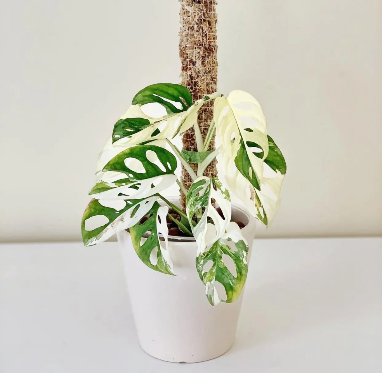 Variegated Monstera Adansonii Plant Care Tips - The Jungle Collective