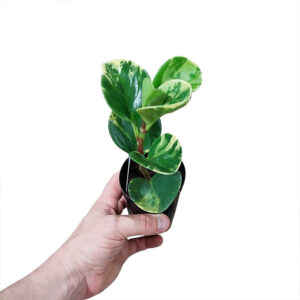 Peperomia Obtusifolia Marble – Baby Rubber Plant 70mm