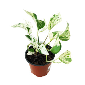 Pothos Marble Queen – Epipremnum Aureum 120mm