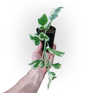 ✨ 7 at $7 – Pothos Snow Queen – Epipremnum Aureum 70mm
