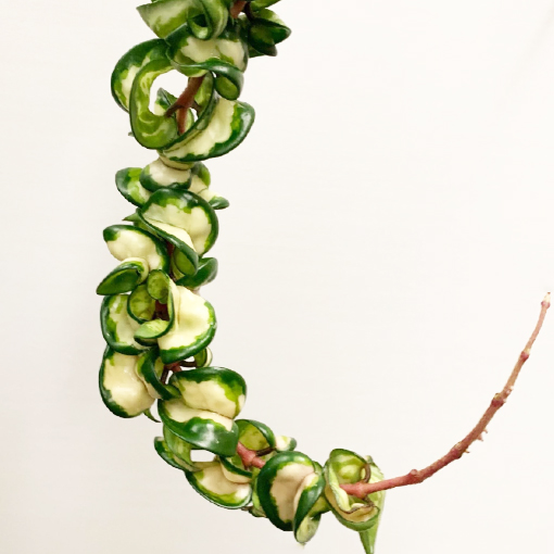 Hoya carnosa variegata (Inside) Indian Rope 100mm The