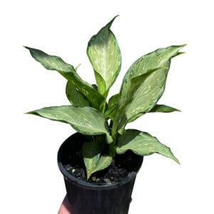 Dieffenbachia Maculata Tropical Tiki 100mm