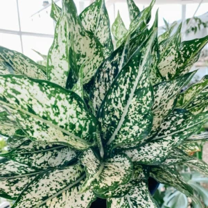 Aglaonema Snow White 200mm