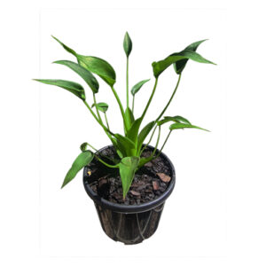 Rare – Alocasia Tiny Dancer 130mm