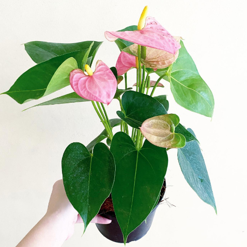 Anthurium Arisa Pink @plantsofclara