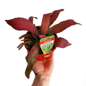 Rhipsalis Ramulosa Red Coral 130mm