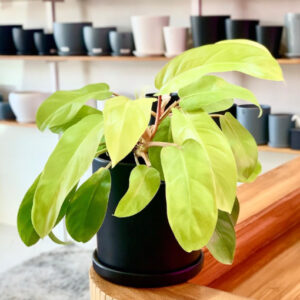 Philodendron Lemon and Lime 120mm