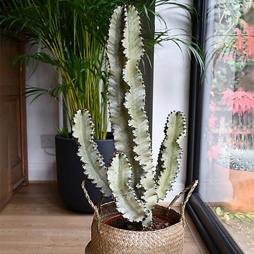 Euphorbia Ingens Variegata ‘ghost’ - happyhouseplants