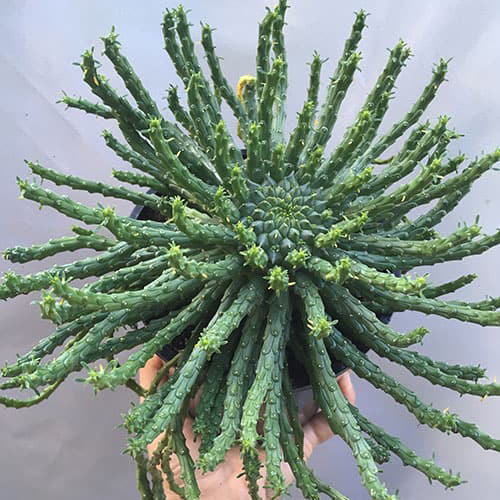 Euphorbia flanganii - Medusa's Head s