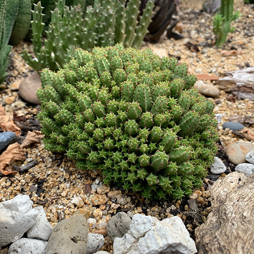 Euphorbia submammilaria pfersdorfii - gardentags s