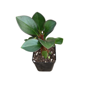 Peperomia Obtusifolia Red Edge - Baby Rubber Plant 70mm