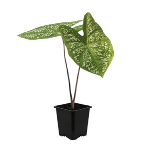 Caladium Bicolor Assorted 70mm
